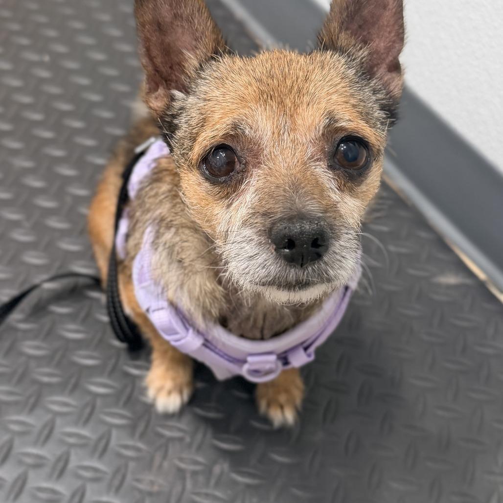 Enlarge Missy (bonded to Penny), a Adoptable Chihuahua in Hillsborough, NC image 2/5