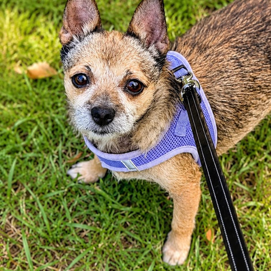 Enlarge Missy (bonded to Penny), a Adoptable Chihuahua in Hillsborough, NC image 4/5
