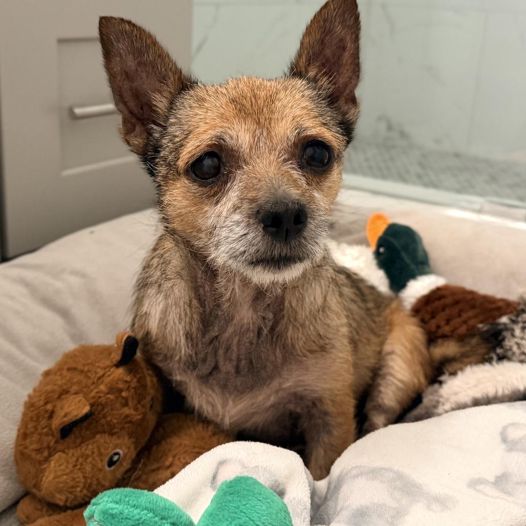 Enlarge Missy (bonded to Penny), a Adoptable Chihuahua in Hillsborough, NC image 5/5