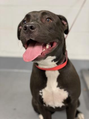 Enlarge Cassie - 2, a Adoptable mixed breed in Daytona Beach, FL image 1/1