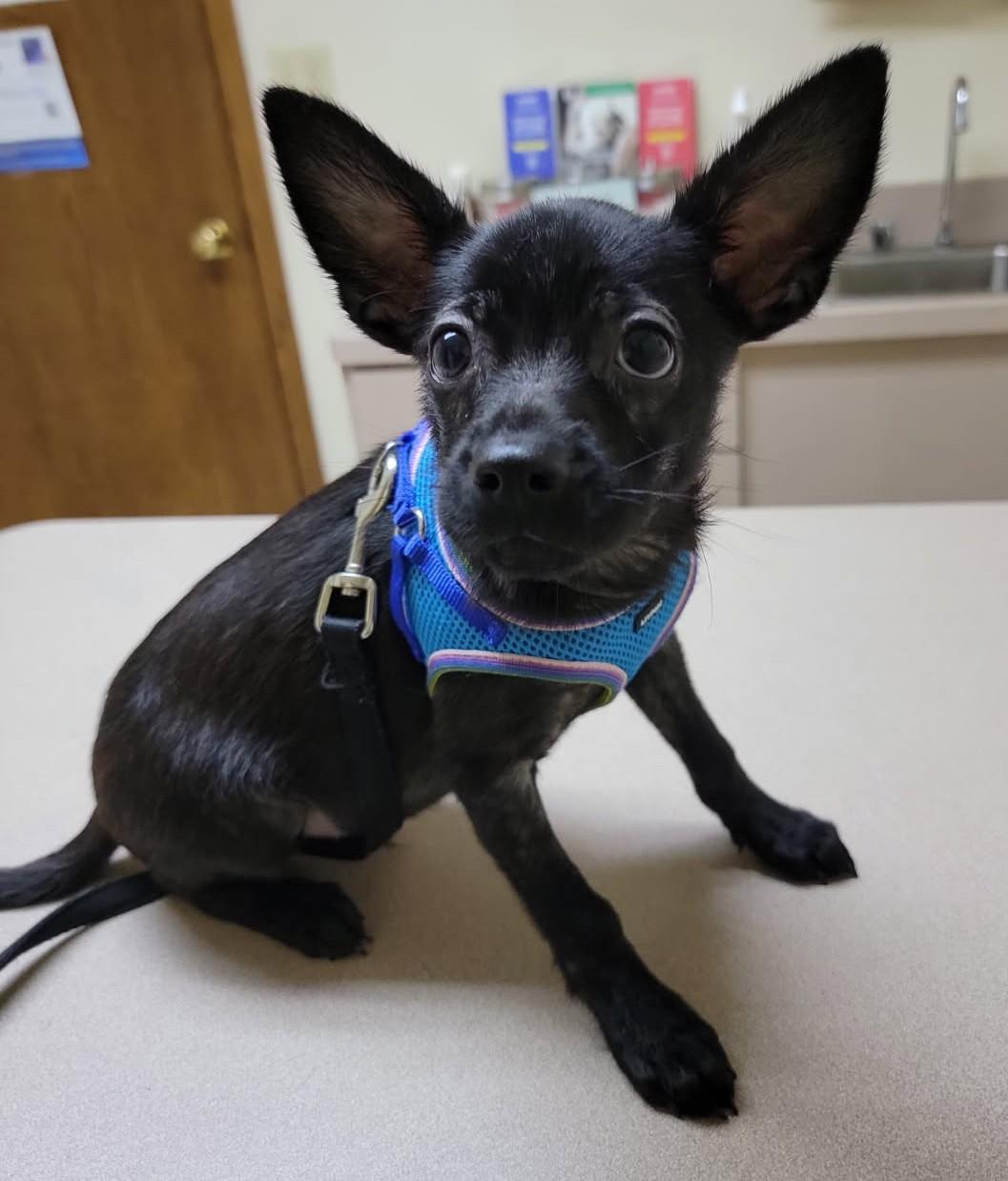 Papicorn, Adoptable, Puppy Male Chihuahua & Mixed Breed.