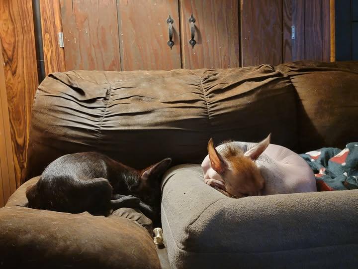 Papicorn, a Adoptable mixed breed image 6/6