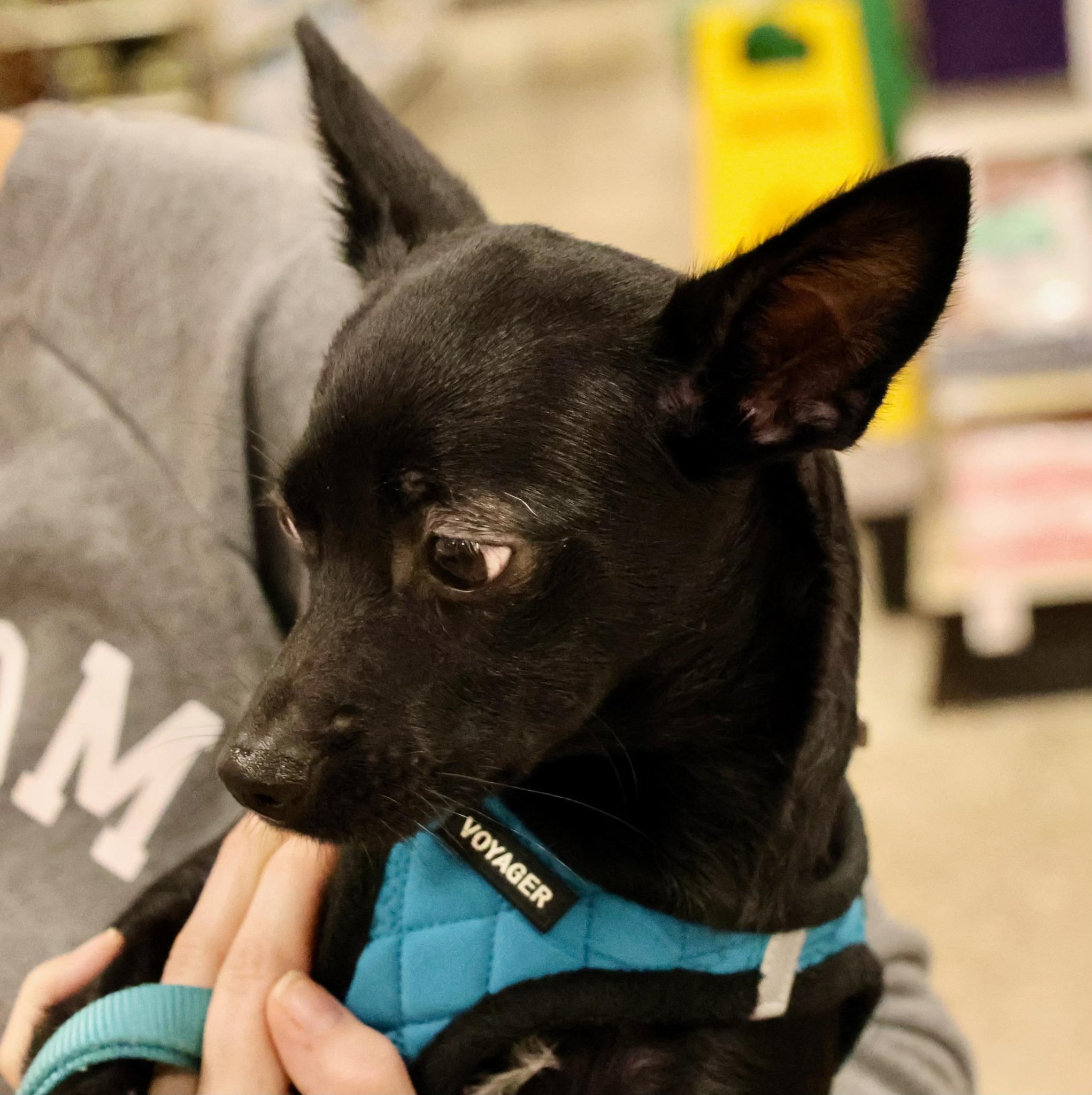 Papicorn, a Adoptable mixed breed image 2/6