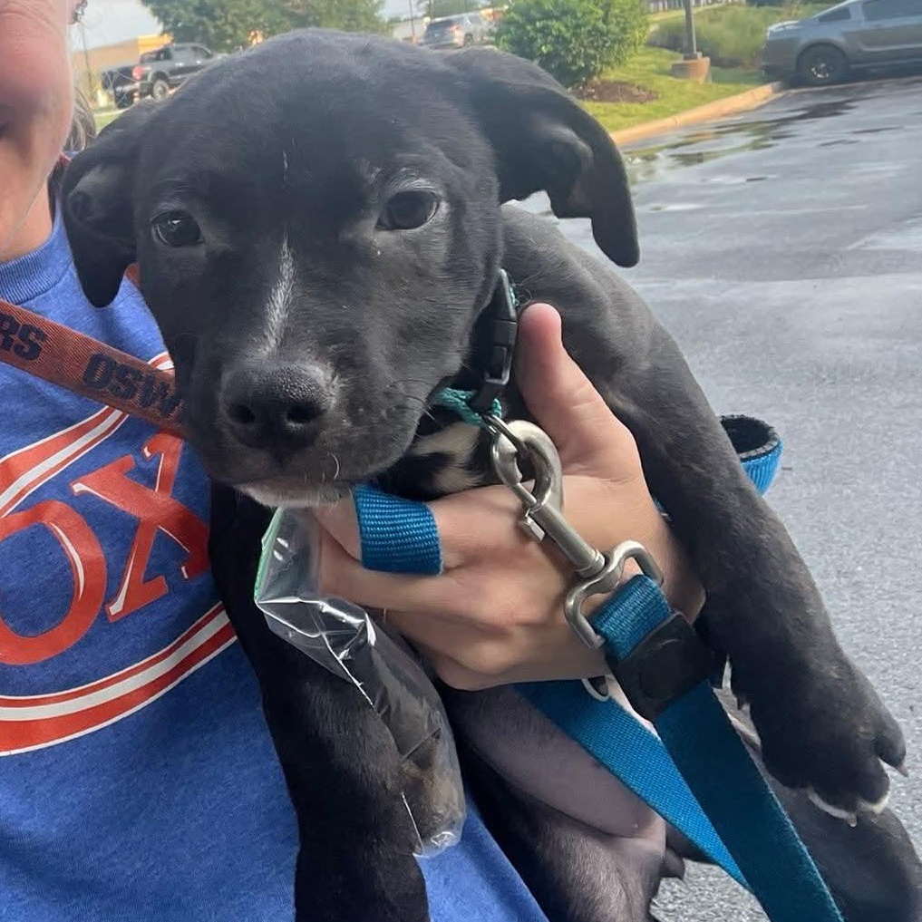 Enlarge Skye, an adopted Hound in Oswego, IL image 3/5