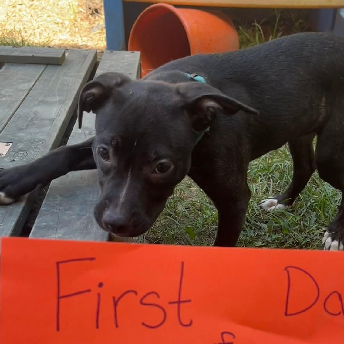 Enlarge Skye, an adopted Hound in Oswego, IL image 4/5