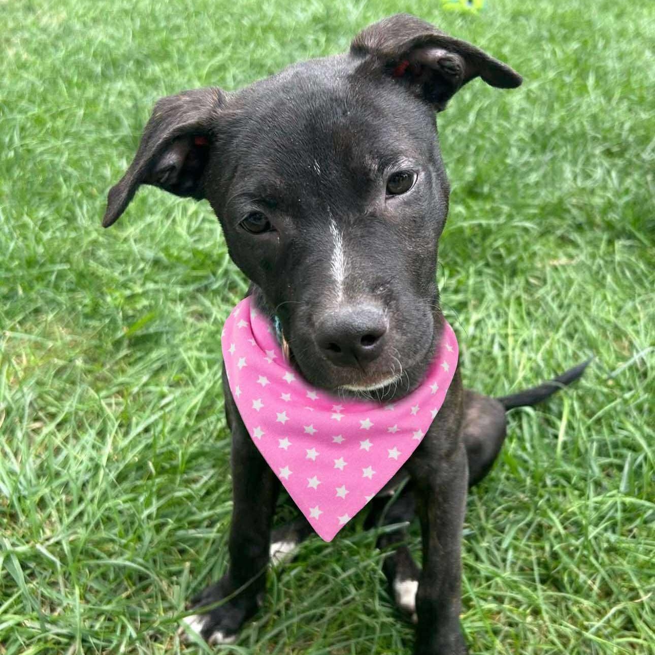 Skye, adopted, Puppy Female Hound.