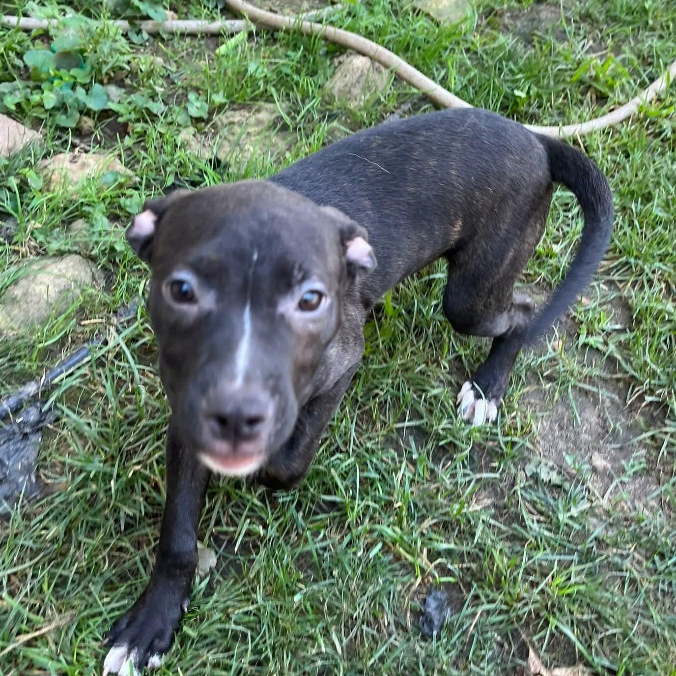 Enlarge Skye, an adopted Hound in Oswego, IL image 5/5