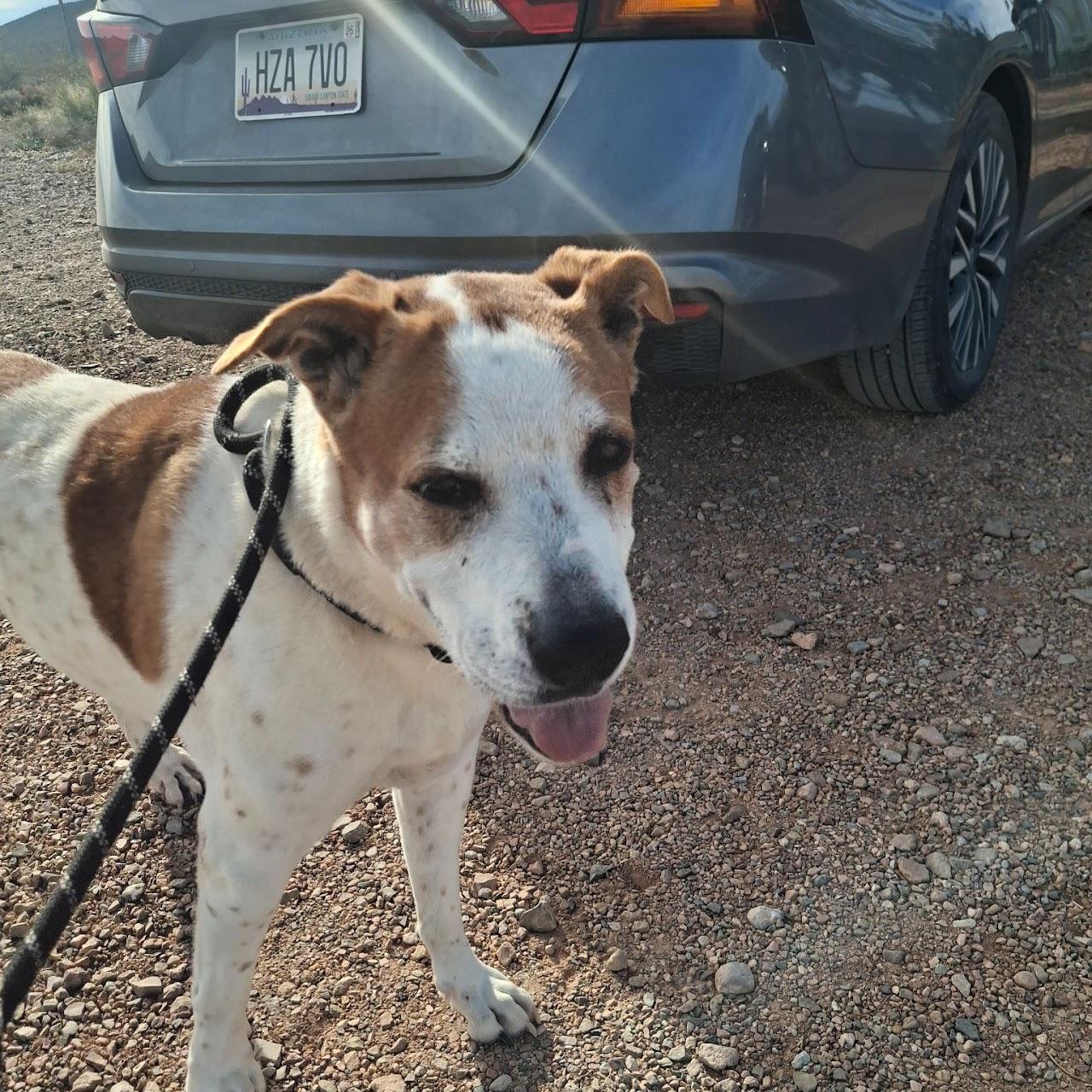 Frosty, a ADOPTABLE mixed breed in Tombstone, AZ image 3/3