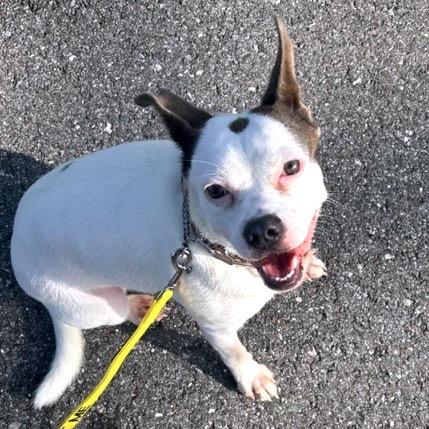 Tillie, a Adoptable Mixed Breed in North Port, FL image 2/5