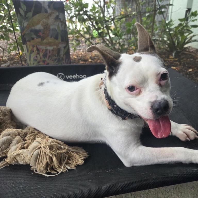 Tillie, a Adoptable Mixed Breed in North Port, FL image 5/5