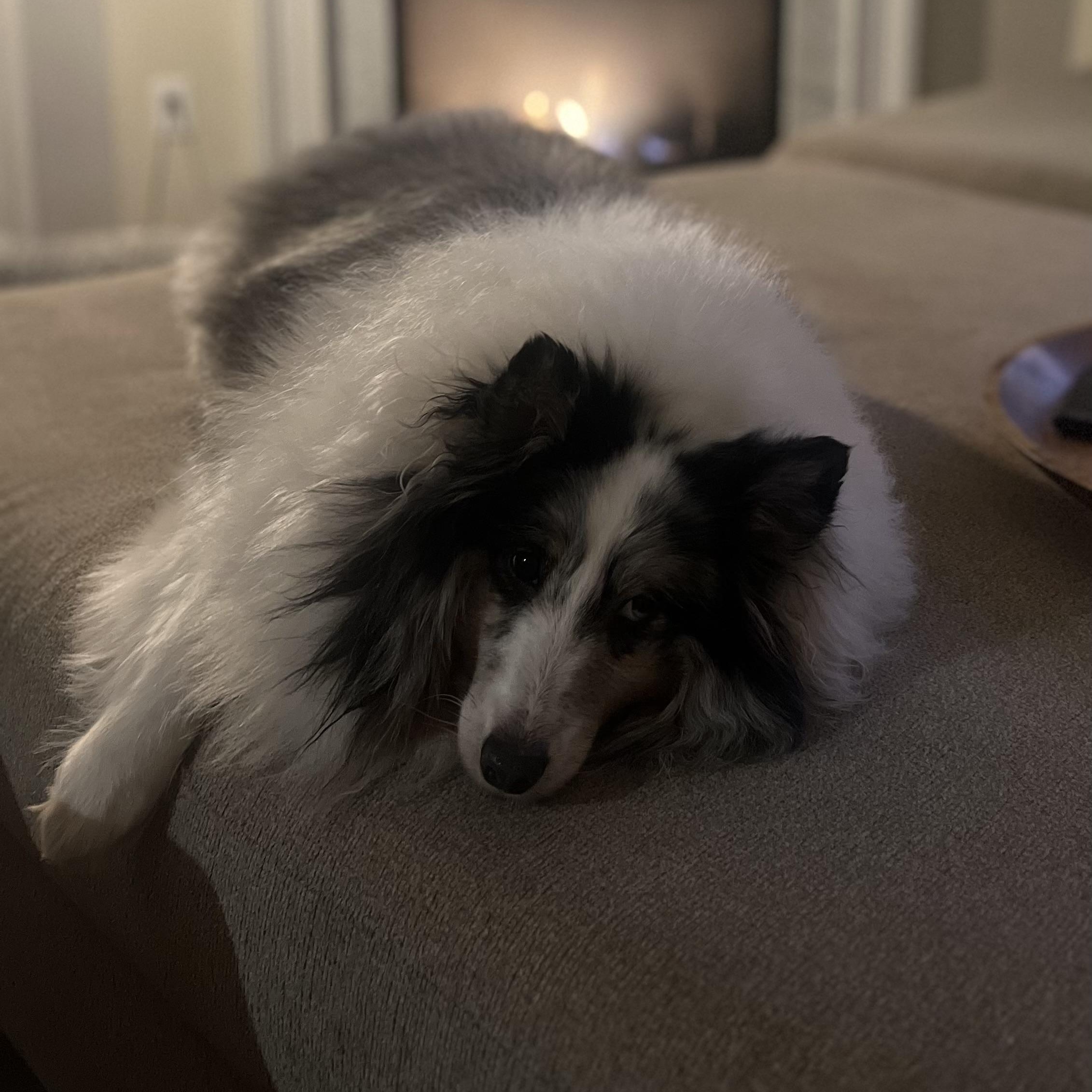 Enlarge Dusty, an adoptable Shetland Sheepdog / Sheltie in Charlotte, NC image 2/4