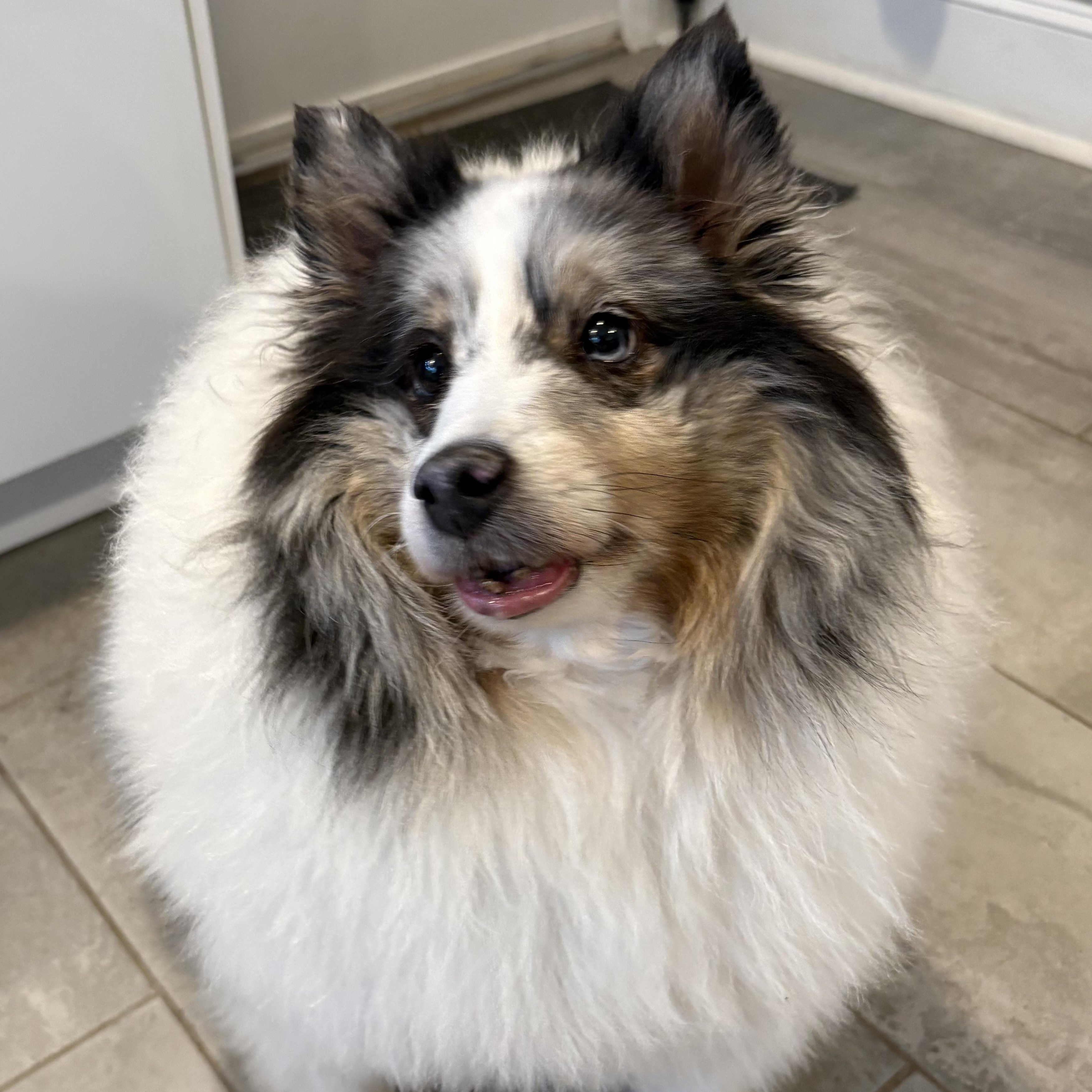 Dusty, adoptable, Adult Female Shetland Sheepdog / Sheltie.