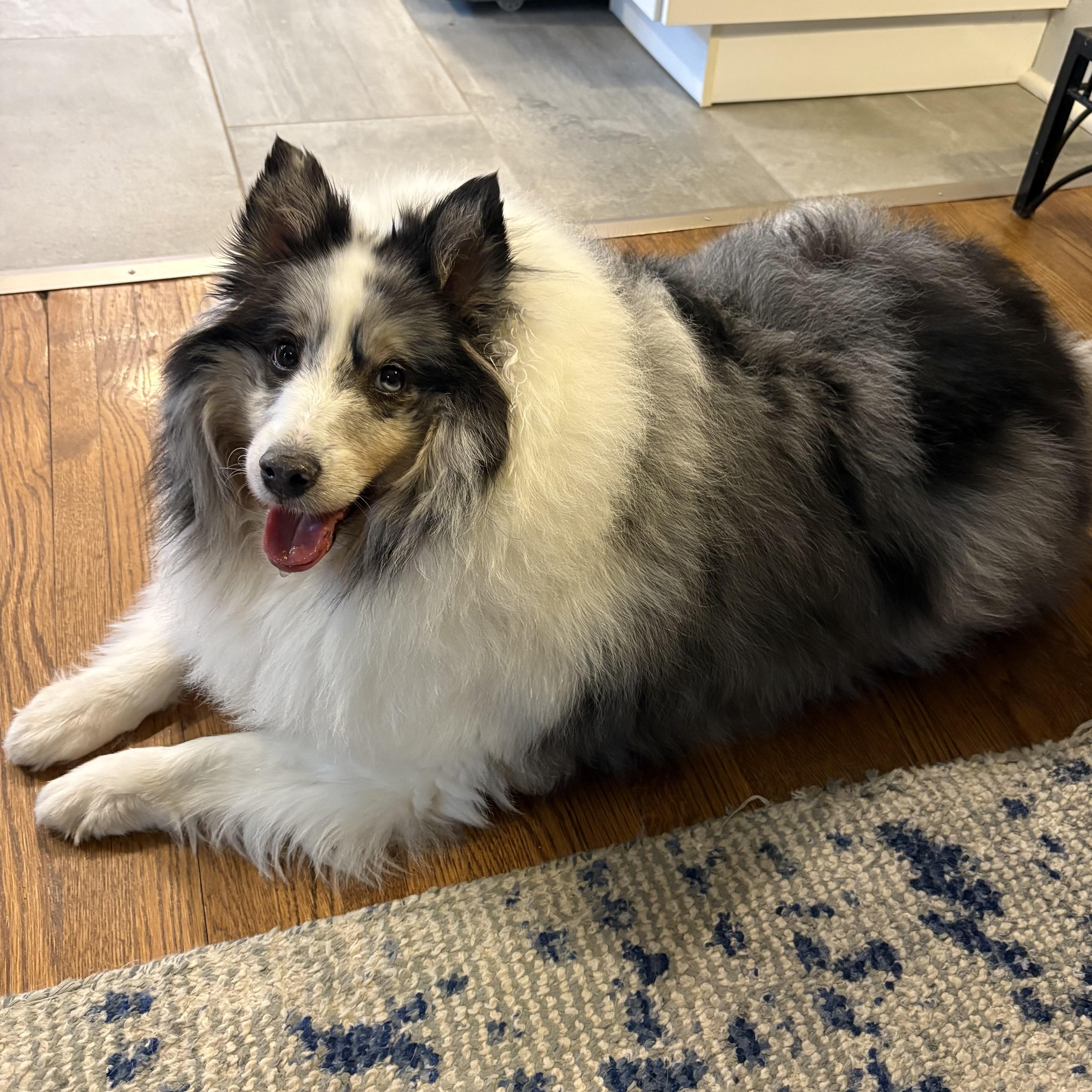 Enlarge Dusty, an adoptable Shetland Sheepdog / Sheltie in Charlotte, NC image 3/4