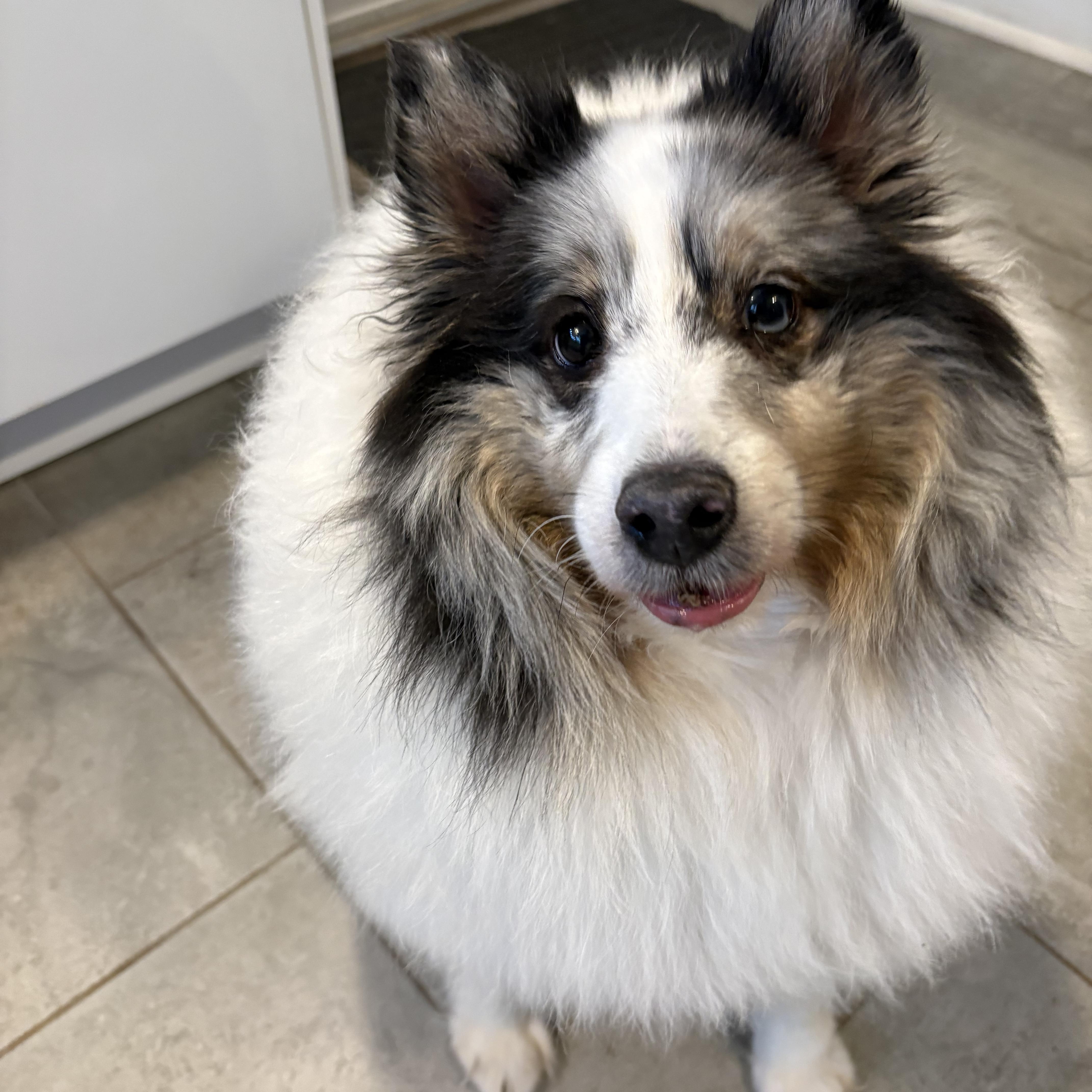 Enlarge Dusty, an adoptable Shetland Sheepdog / Sheltie in Charlotte, NC image 4/4