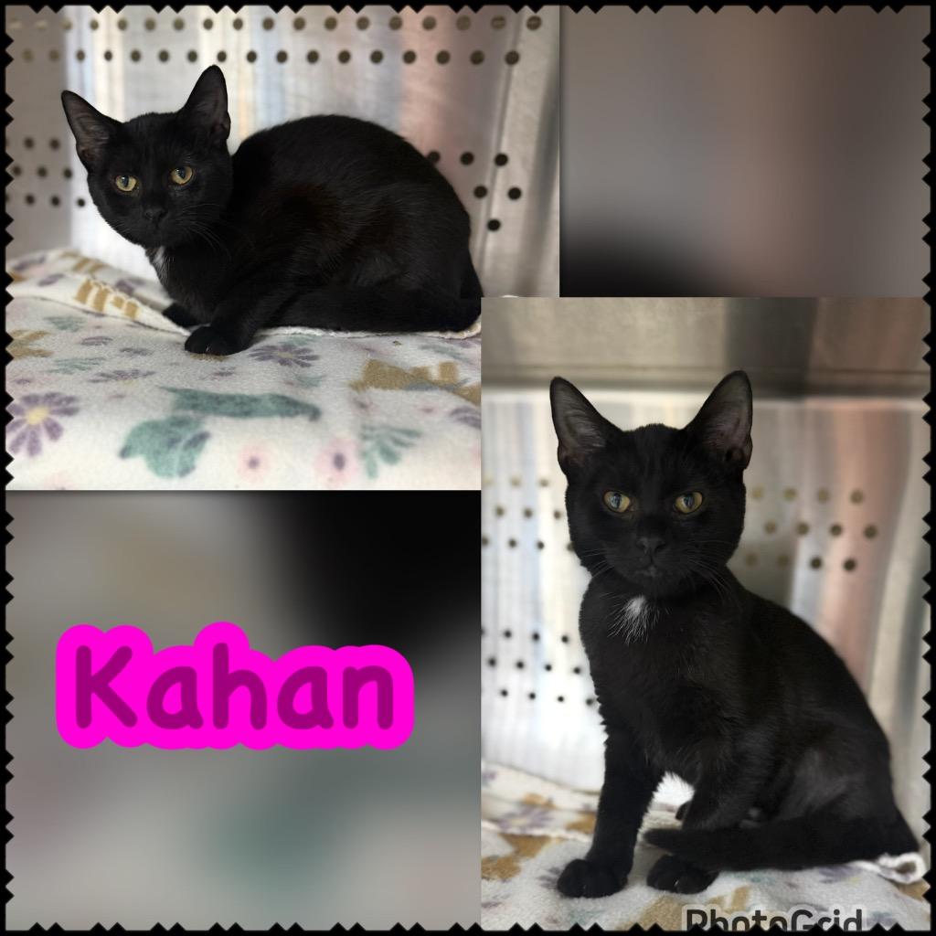Kahan, Adoptable, Kitten Female Domestic Short Hair.