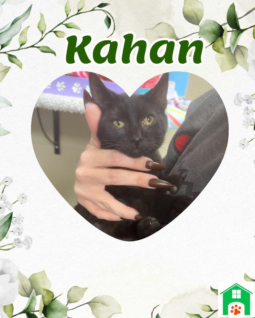 Enlarge Kahan, a Adoptable mixed breed in Blountville, TN image 2/2