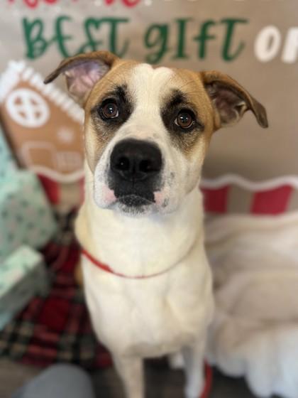 Sheldon Michael, a Adoptable Mixed Breed image 1/3