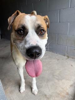 Sheldon Michael, Adoptable, Young Male Mixed Breed & Mixed Breed.