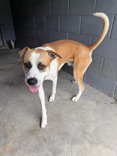 Sheldon Michael, a Adoptable Mixed Breed image 3/3