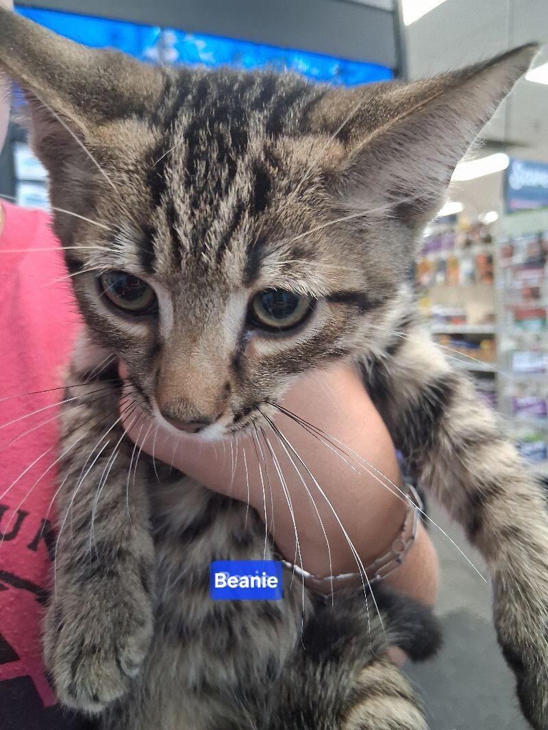 Beanie, Adoptable, Adult Male Domestic Short Hair.