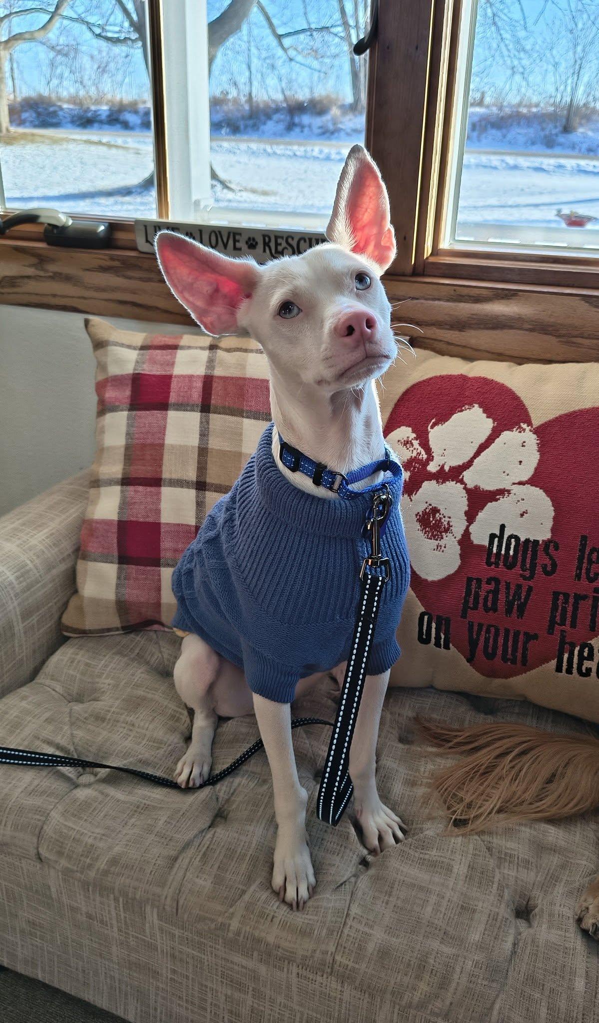 Enlarge Georgie, a ADOPTABLE mixed breed in De Pere, WI image 2/5