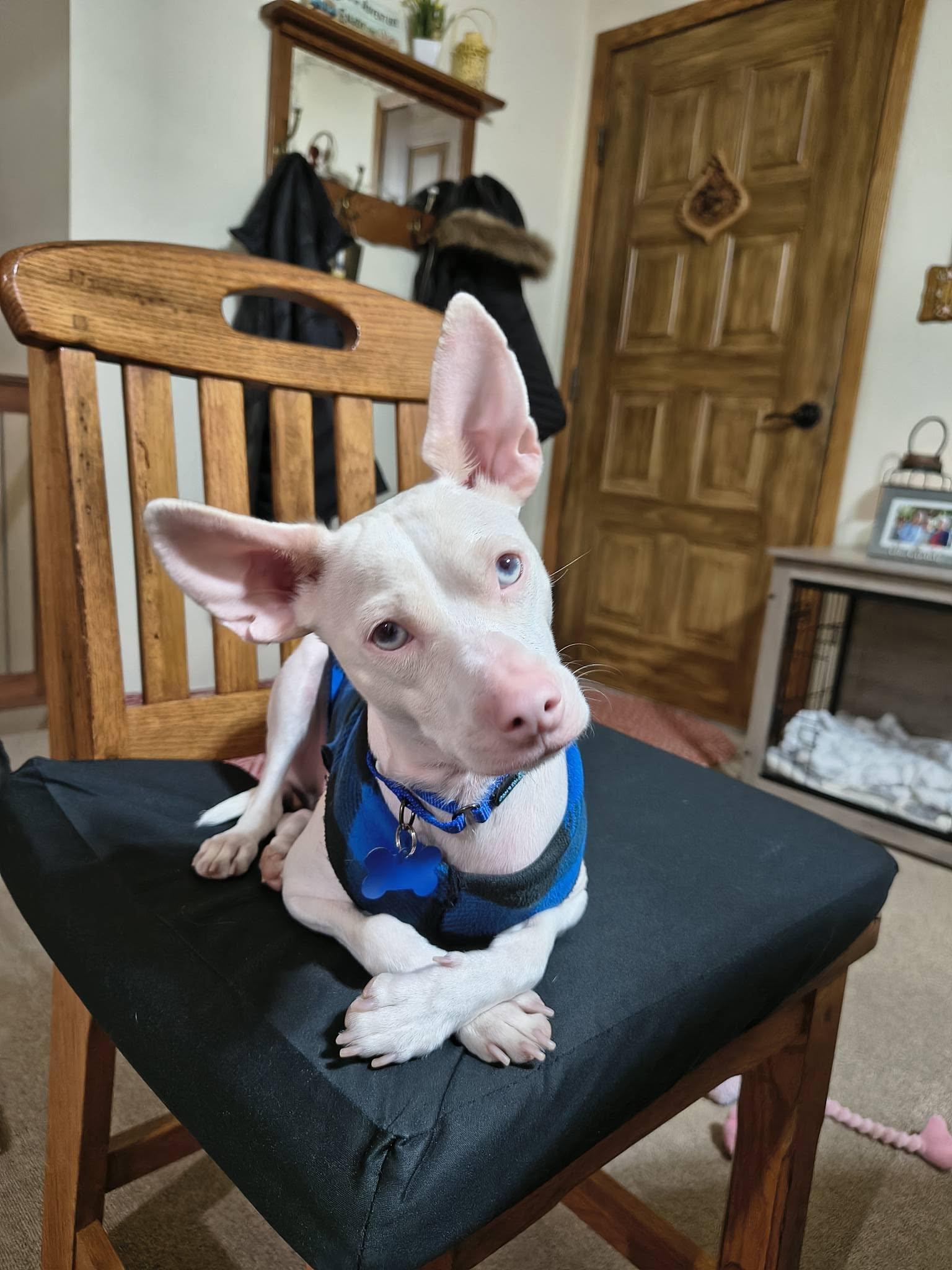 Enlarge Georgie, a ADOPTABLE mixed breed in De Pere, WI image 4/5