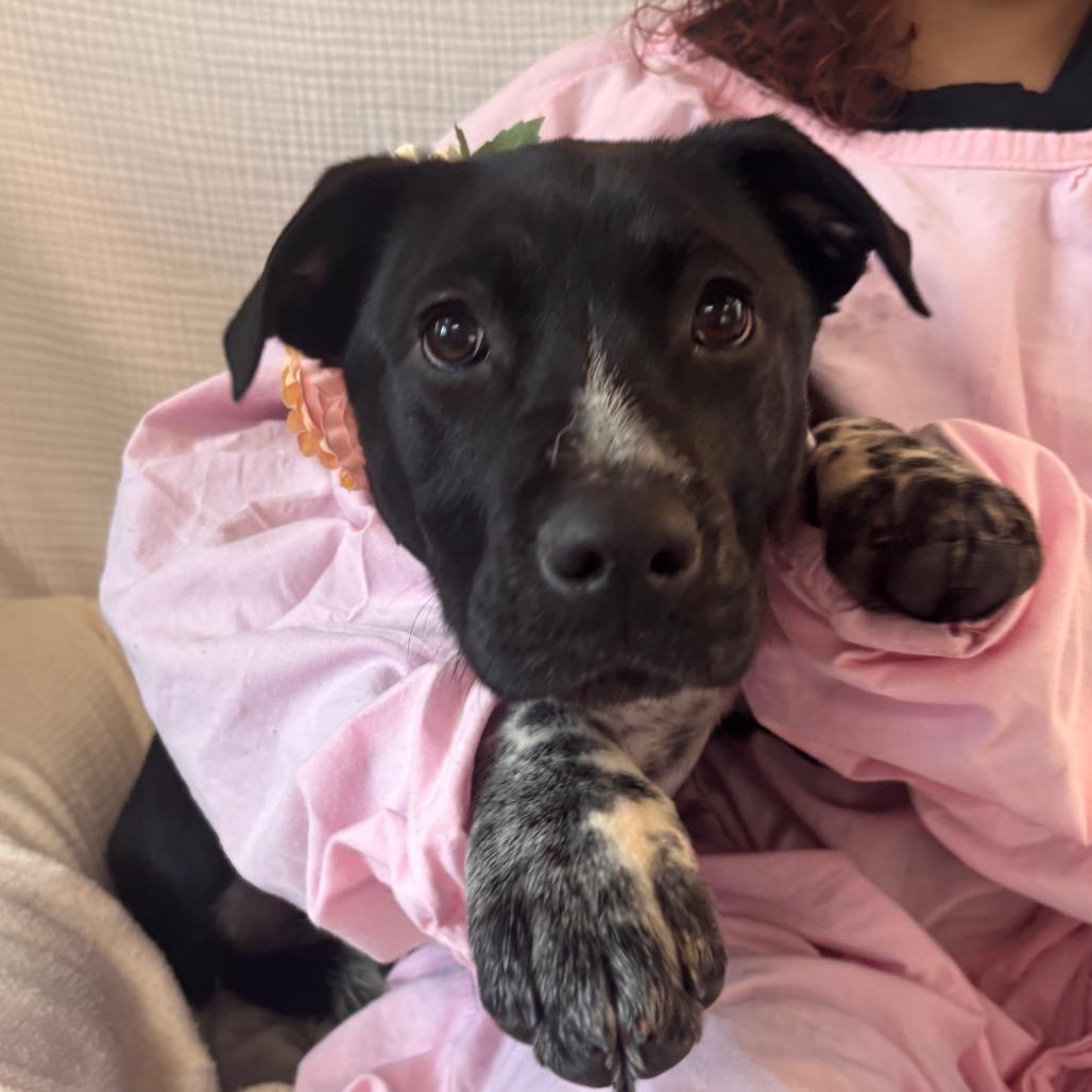 Valentina, Adoptable, Puppy Female Labrador Retriever & Mixed Breed.