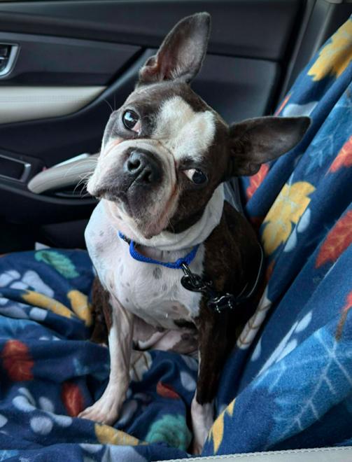 Stacy, ADOPTABLE, Adult Female Boston Terrier.