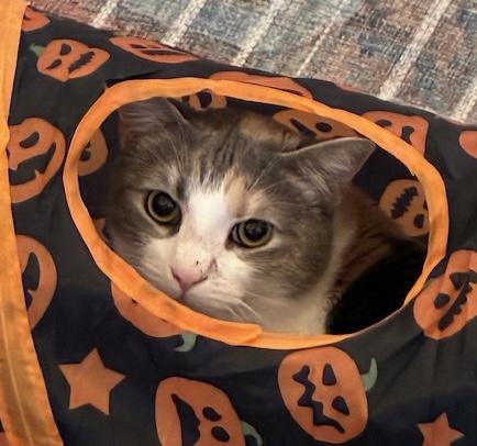 Cali - Come meet me at The Kitten Around Cat Lounge in Carthage!