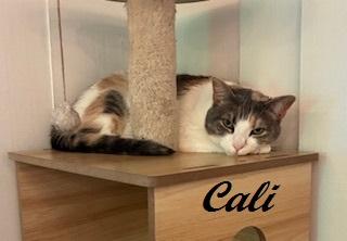 Enlarge Cali - Come meet me at The Kitten Around Cat Lounge in Carthage!, a Adoptable Calico in Southern Pines, NC image 2/6