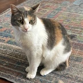Enlarge Cali - Come meet me at The Kitten Around Cat Lounge in Carthage!, a Adoptable Calico in Southern Pines, NC image 3/6