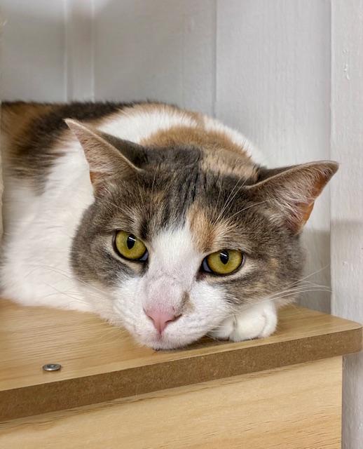 Cali - Come meet me at The Kitten Around Cat Lounge in Carthage!, Adoptable, Young Female Calico.