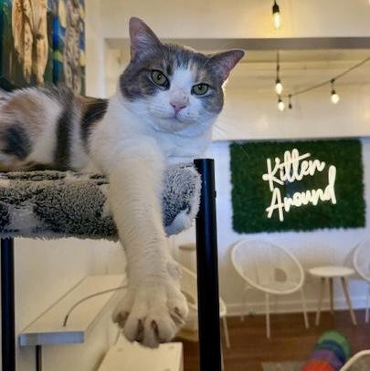 Cali - Come meet me at The Kitten Around Cat Lounge in Carthage!