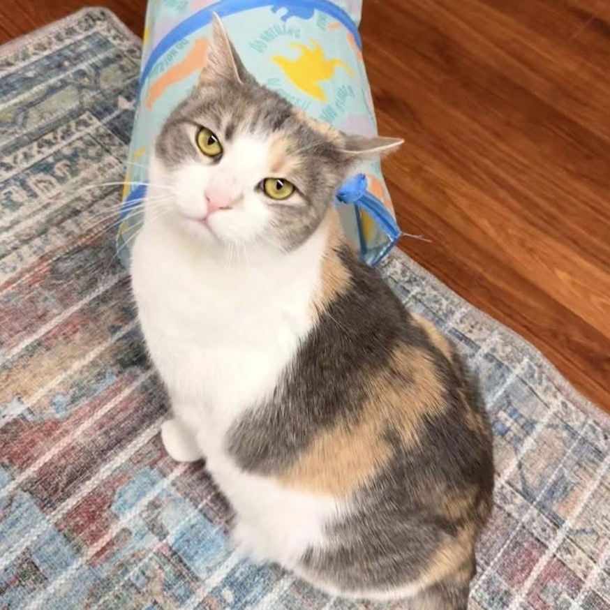 Enlarge Cali - Come meet me at The Kitten Around Cat Lounge in Carthage!, an adopted Calico in Southern Pines, NC image 1/5