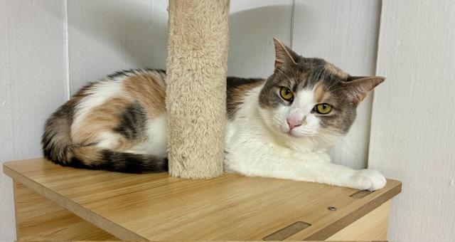 Enlarge Cali - Come meet me at The Kitten Around Cat Lounge in Carthage!, a Adoptable Calico in Southern Pines, NC image 4/6