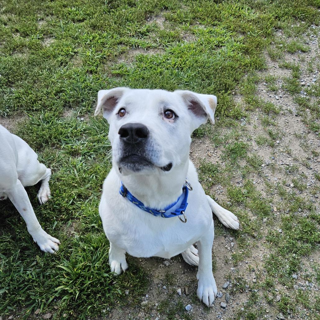 Diesel, Adoptable, Adult Male Pit Bull Terrier.