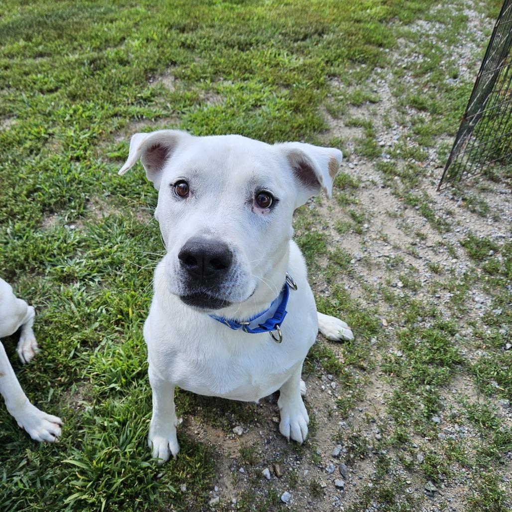 Enlarge Diesel, a Adoptable Pit Bull Terrier in Concord, NH image 2/3