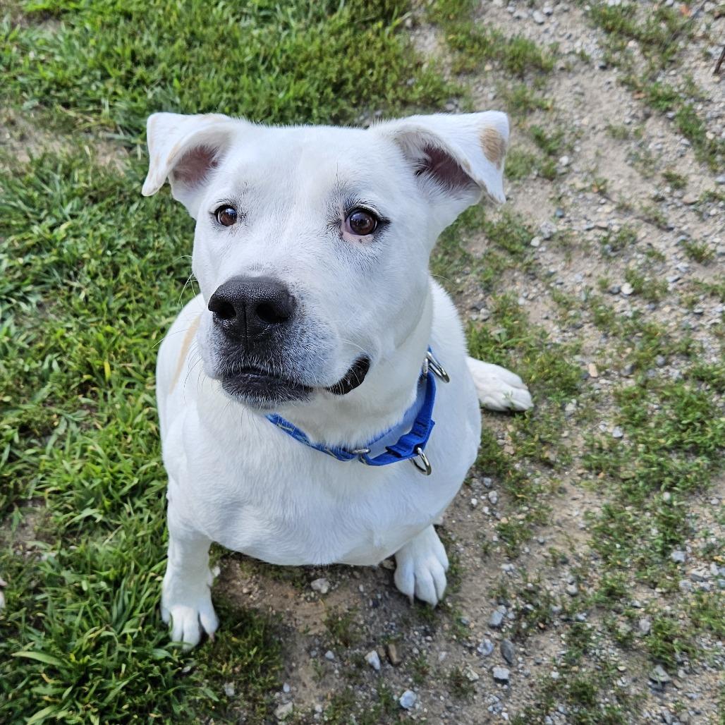 Enlarge Diesel, a Adoptable Pit Bull Terrier in Concord, NH image 3/3