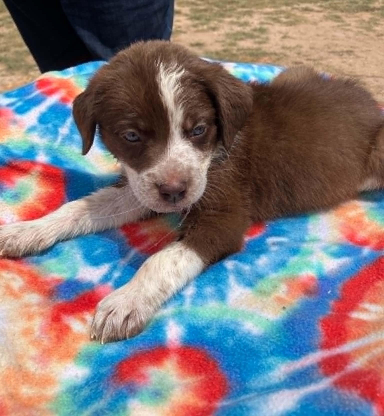 Enlarge Cherry, a ADOPTABLE mixed breed in Temple, TX image 1/4