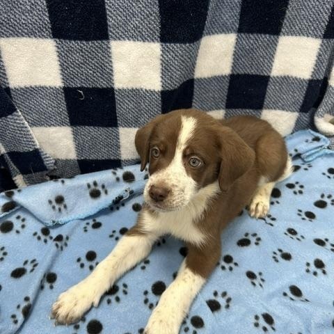 Enlarge Cherry, an adopted mixed breed in Temple, TX image 1/4