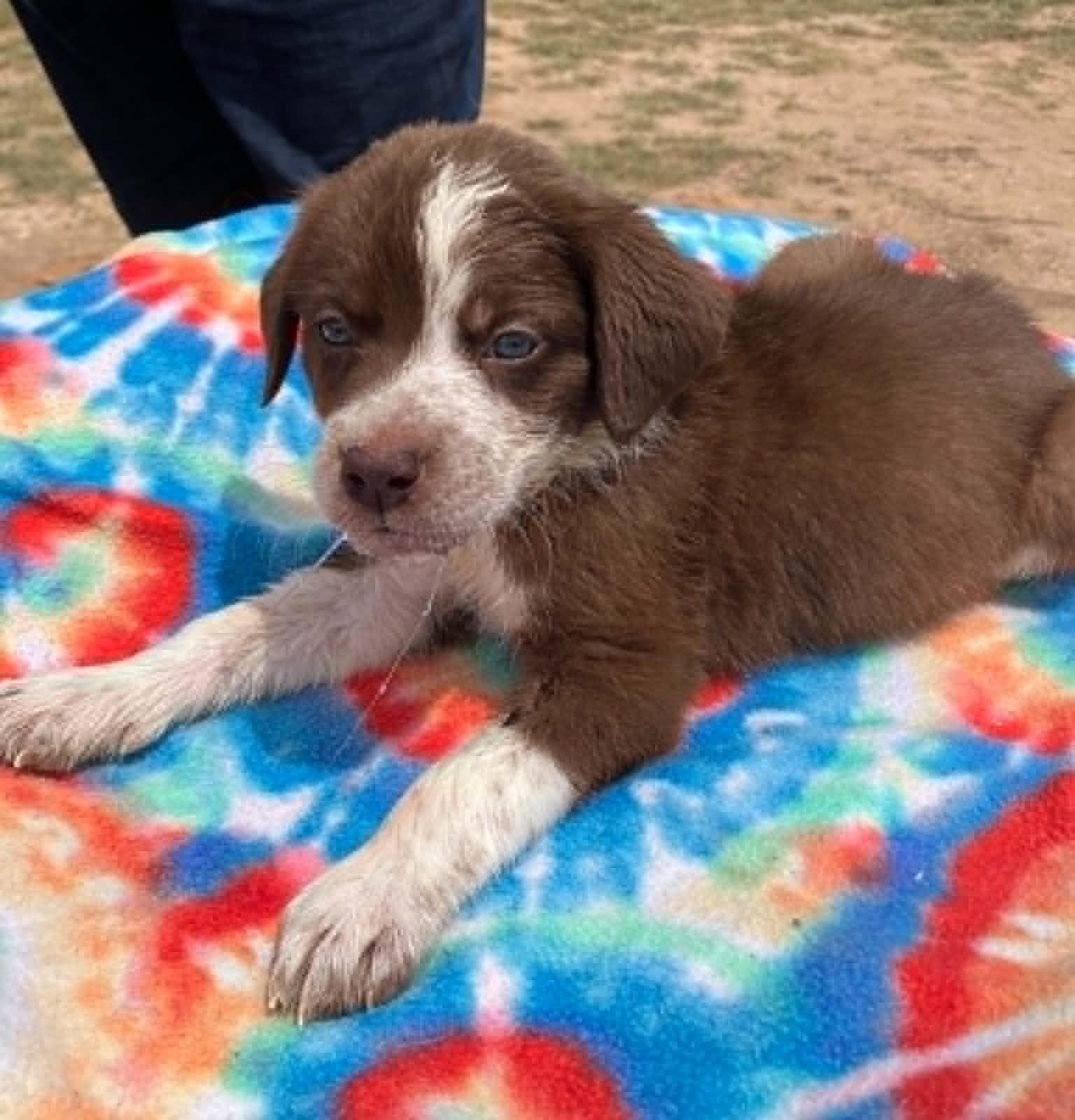 Enlarge Cherry, a ADOPTABLE mixed breed in Temple, TX image 2/4