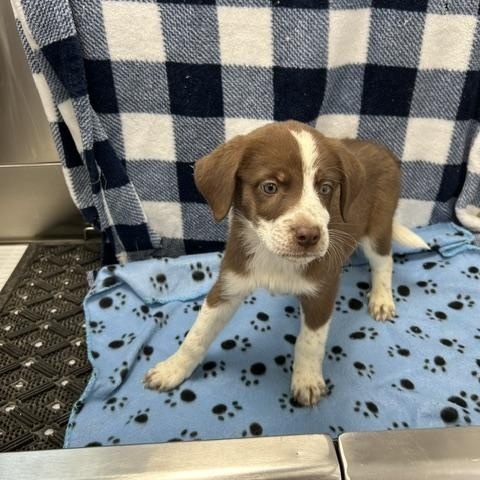 Enlarge Cherry, an adopted mixed breed in Temple, TX image 2/4