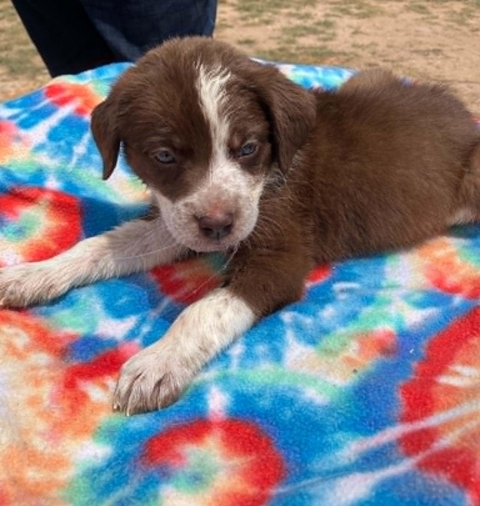Enlarge Cherry, a ADOPTABLE mixed breed in Temple, TX image 3/4