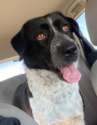 Enlarge Cherry, a ADOPTABLE mixed breed in Temple, TX image 4/4