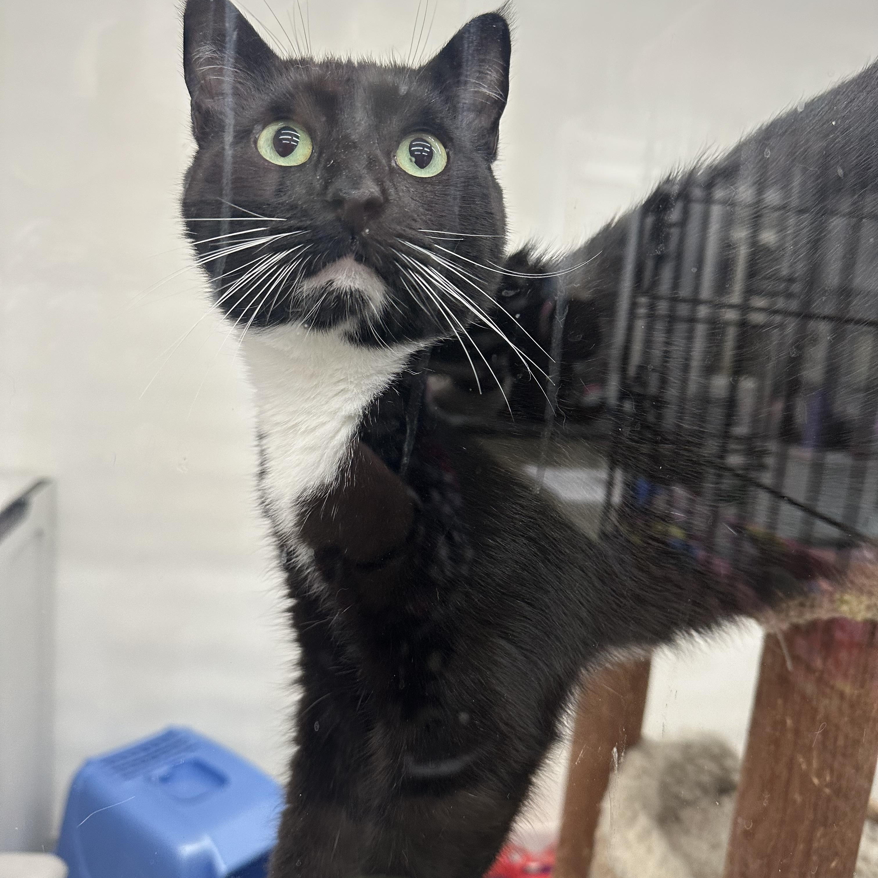 Squawkers, Adoptable, Young Male Domestic Short Hair.