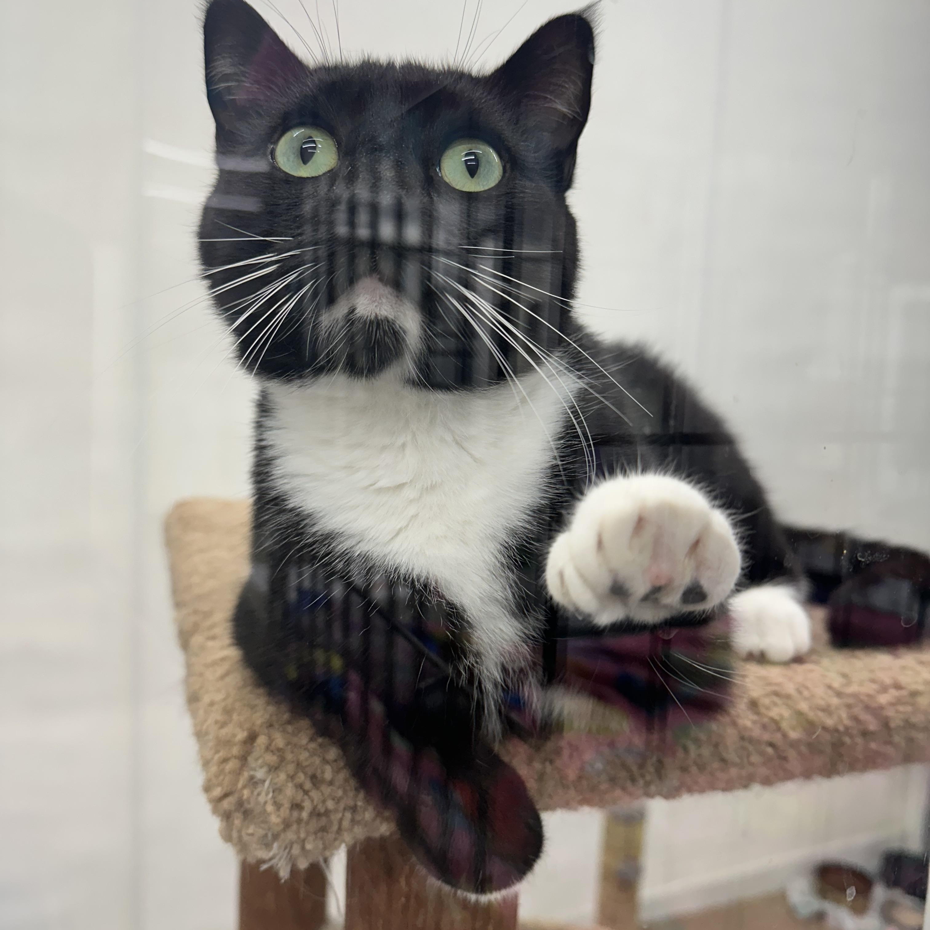 Squawkers, a Adoptable Domestic Short Hair in Jaffrey, NH image 2/2