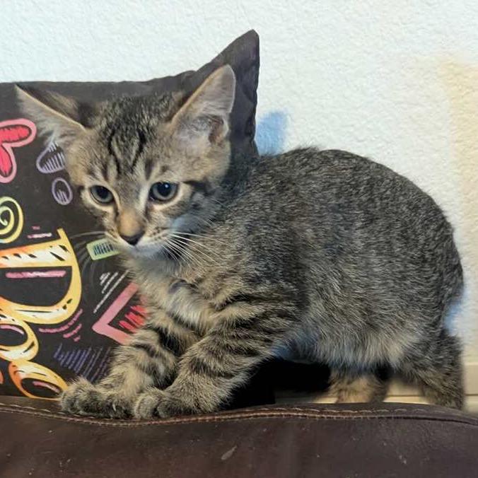 Jinu, Adoptable, Kitten Male Domestic Short Hair.