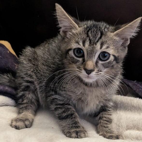 Enlarge Jinu, a Adoptable Domestic Short Hair in Las Vegas, NV image 2/6