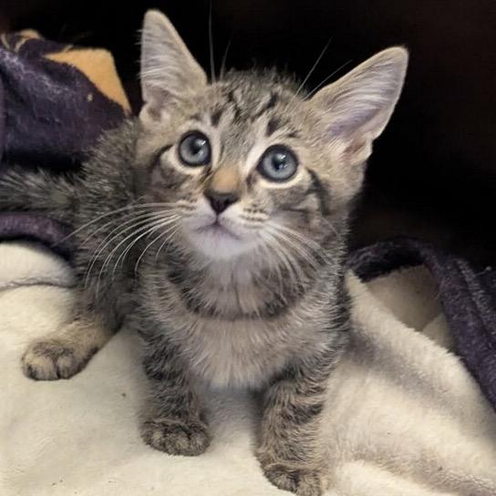Enlarge Jinu, a Adoptable Domestic Short Hair in Las Vegas, NV image 3/6