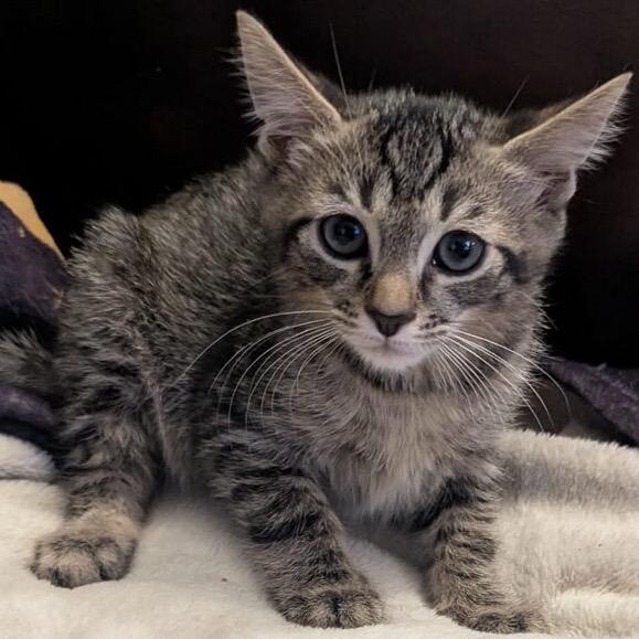 Enlarge Jinu, a Adoptable Domestic Short Hair in Las Vegas, NV image 4/6